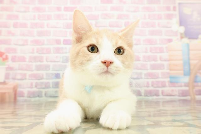 埼玉県のマンチカン (Coo&RIKU草加バイパス店/2025年7月16日生まれ/男の子/クリームタビーホワイト)の子猫