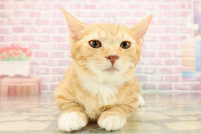 埼玉県のマンチカン (Coo&RIKU春日部店/2025年7月16日生まれ/男の子/レッドタビーホワイト)の子猫