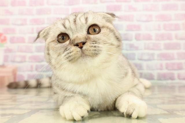 埼玉県のスコティッシュフォールド (Coo&RIKU岩槻店/2025年5月25日生まれ/女の子/シルバータビー)の子猫