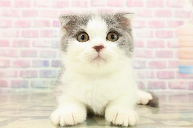 埼玉県のスコティッシュフォールド (Coo&RIKU春日部店/2025年8月23日生まれ/男の子/ブルーホワイト)の子猫