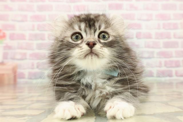 東京都のアメリカンカール (Coo&RIKU立川店/2025年9月6日生まれ/男の子/シルバータビーホワイト)の子猫の1枚目の画像