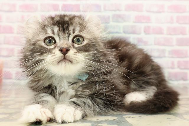 東京都のアメリカンカール (Coo&RIKU立川店/2025年9月6日生まれ/男の子/シルバータビーホワイト)の子猫の2枚目の画像