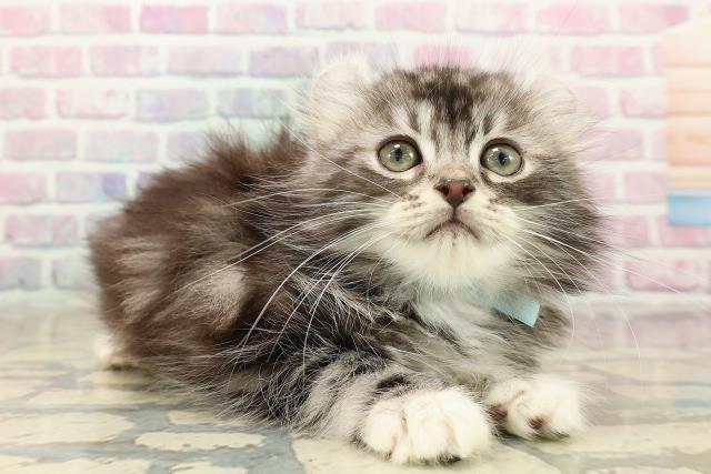 東京都のアメリカンカール (Coo&RIKU立川店/2025年9月6日生まれ/男の子/シルバータビーホワイト)の子猫の3枚目の画像