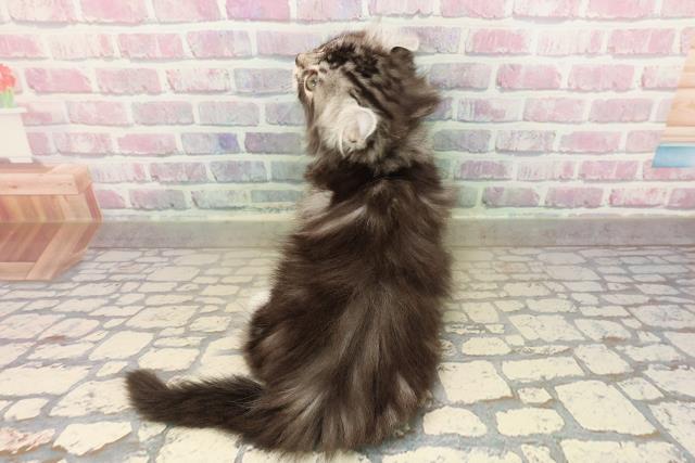 東京都のアメリカンカール (Coo&RIKU立川店/2025年9月6日生まれ/男の子/シルバータビーホワイト)の子猫の4枚目の画像