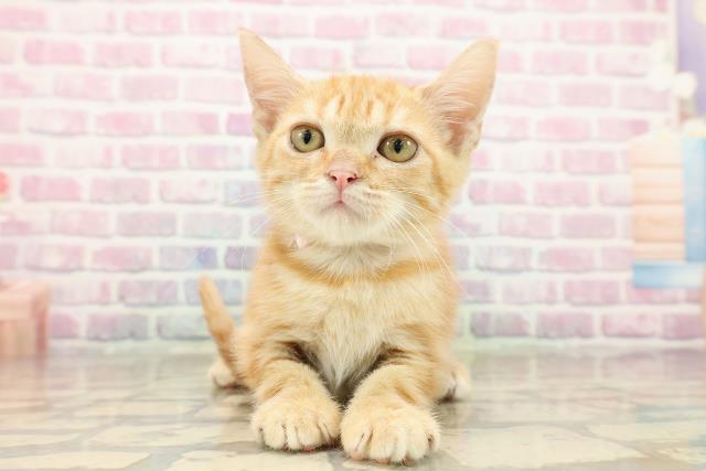 茨城県のアメリカンショートヘアー (Coo&RIKU水戸店/2025年9月11日生まれ/女の子/レッドタビー)の子猫の1枚目の画像