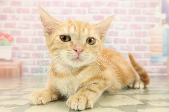 茨城県のアメリカンショートヘアー (Coo&RIKU水戸店/2025年9月11日生まれ/女の子/レッドタビー)の子猫の2枚目の画像