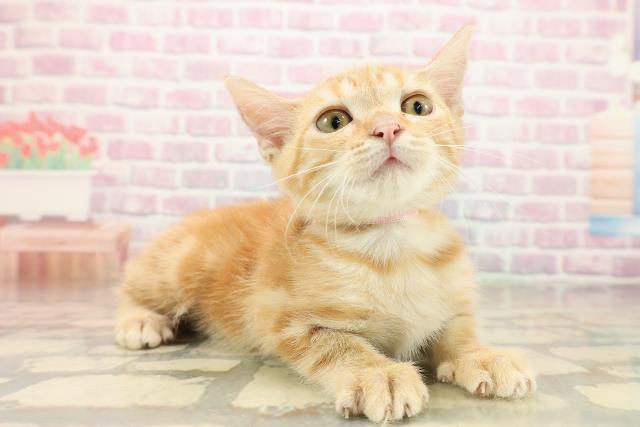 茨城県のアメリカンショートヘアー (Coo&RIKU水戸店/2025年9月11日生まれ/女の子/レッドタビー)の子猫の3枚目の画像