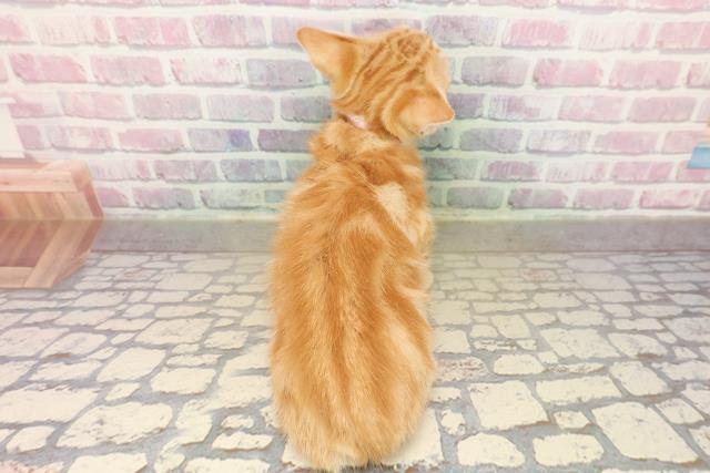 茨城県のアメリカンショートヘアー (Coo&RIKU水戸店/2025年9月11日生まれ/女の子/レッドタビー)の子猫の4枚目の画像