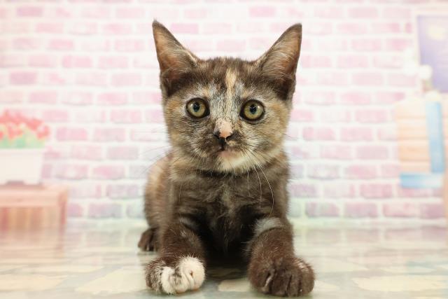 千葉県のアメリカンショートヘアー (Coo&RIKU木更津店/2025年9月11日生まれ/女の子/トーティー)の子猫