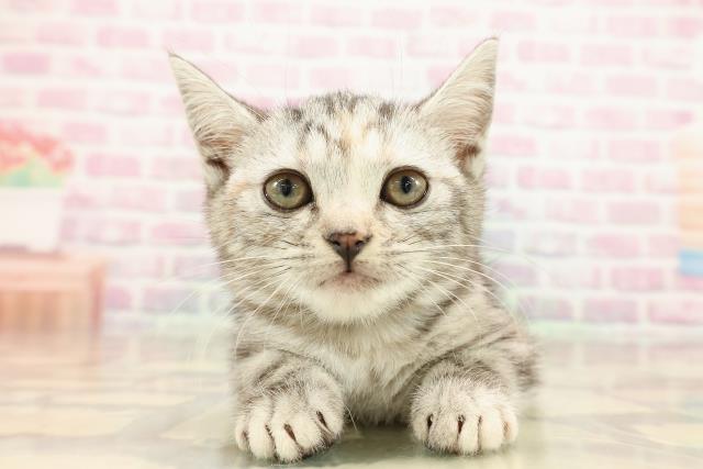 東京都のアメリカンショートヘアー (Coo&RIKU足立本店/2025年9月11日生まれ/女の子/シルバーパッチドタビー)の子猫の1枚目の画像