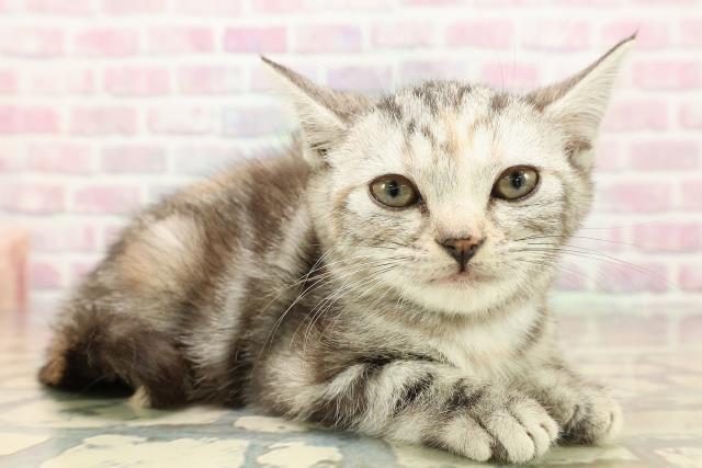 東京都のアメリカンショートヘアー (Coo&RIKU足立本店/2025年9月11日生まれ/女の子/シルバーパッチドタビー)の子猫の3枚目の画像