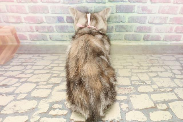 東京都のアメリカンショートヘアー (Coo&RIKU足立本店/2025年9月11日生まれ/女の子/シルバーパッチドタビー)の子猫の4枚目の画像