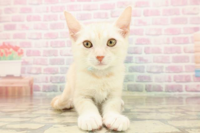 埼玉県のアメリカンカール (Coo&RIKUアニマルケアセンター大宮/2025年8月13日生まれ/男の子/レッドタビーホワイト)の子猫の1枚目の画像