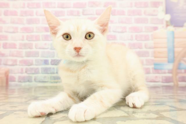 埼玉県のアメリカンカール (Coo&RIKUアニマルケアセンター大宮/2025年8月13日生まれ/男の子/レッドタビーホワイト)の子猫の2枚目の画像