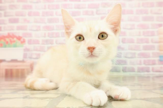 埼玉県のアメリカンカール (Coo&RIKUアニマルケアセンター大宮/2025年8月13日生まれ/男の子/レッドタビーホワイト)の子猫の3枚目の画像