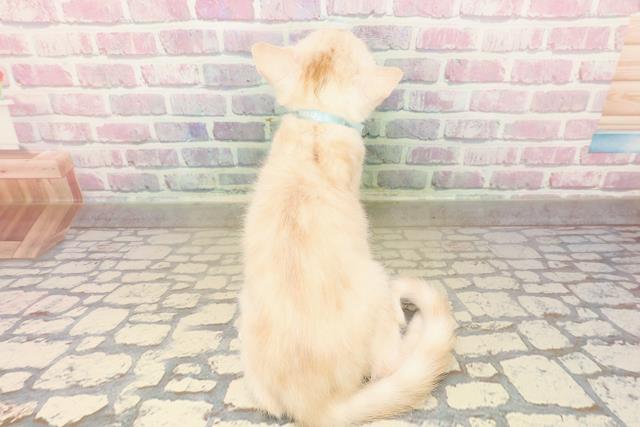 埼玉県のアメリカンカール (Coo&RIKUアニマルケアセンター大宮/2025年8月13日生まれ/男の子/レッドタビーホワイト)の子猫の4枚目の画像