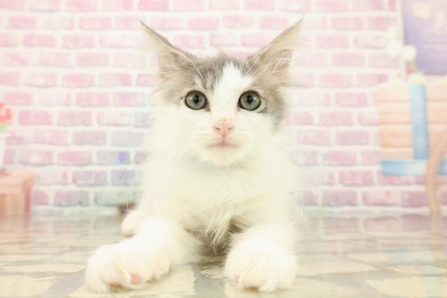 ノルウェージャン・フォレストキャット