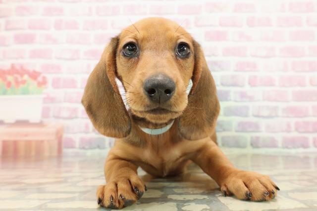 東京都のスタンダードダックスフンド(ロング) (Coo&RIKU足立本店/2025年9月9日生まれ/男の子/シェーデットレッド)の子犬の1枚目の画像