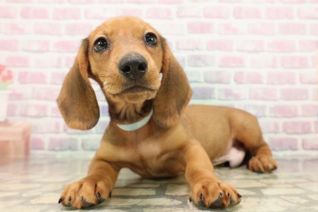 東京都のスタンダードダックスフンド(ロング) (Coo&RIKU足立本店/2025年9月9日生まれ/男の子/シェーデットレッド)の子犬の2枚目の画像