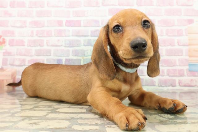 東京都のスタンダードダックスフンド(ロング) (Coo&RIKU足立本店/2025年9月9日生まれ/男の子/シェーデットレッド)の子犬の3枚目の画像