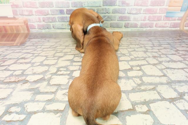 東京都のスタンダードダックスフンド(ロング) (Coo&RIKU足立本店/2025年9月9日生まれ/男の子/シェーデットレッド)の子犬の4枚目の画像