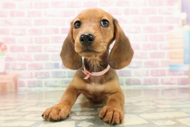 埼玉県のスタンダードダックスフンド(ロング) (Coo&RIKU川越店/2025年9月9日生まれ/女の子/シェーデットレッド)の子犬の1枚目の画像