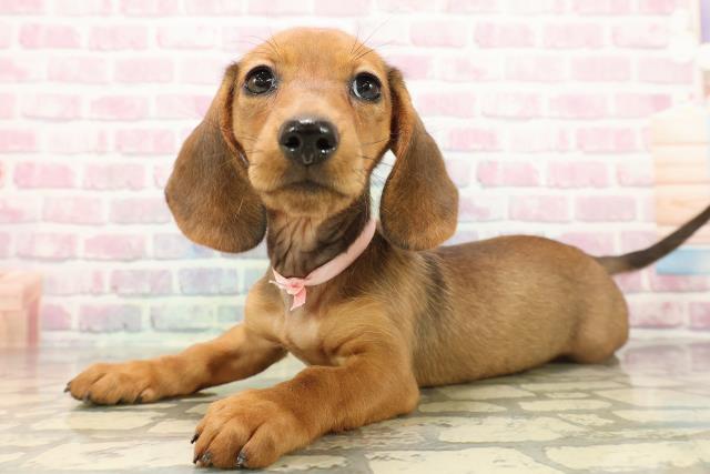 埼玉県のスタンダードダックスフンド(ロング) (Coo&RIKU川越店/2025年9月9日生まれ/女の子/シェーデットレッド)の子犬の2枚目の画像