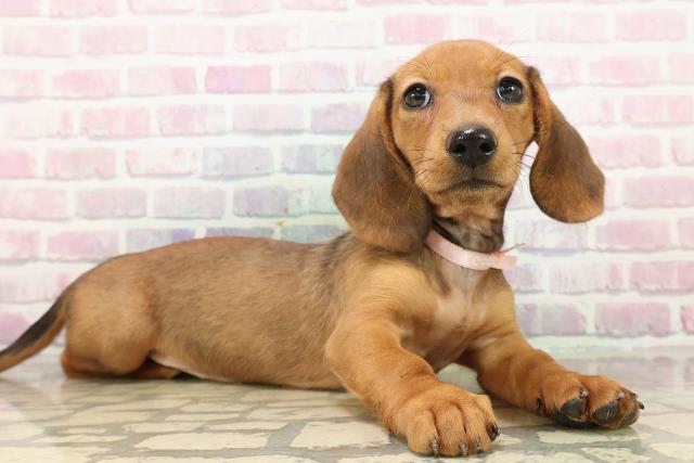 埼玉県のスタンダードダックスフンド(ロング) (Coo&RIKU川越店/2025年9月9日生まれ/女の子/シェーデットレッド)の子犬の3枚目の画像