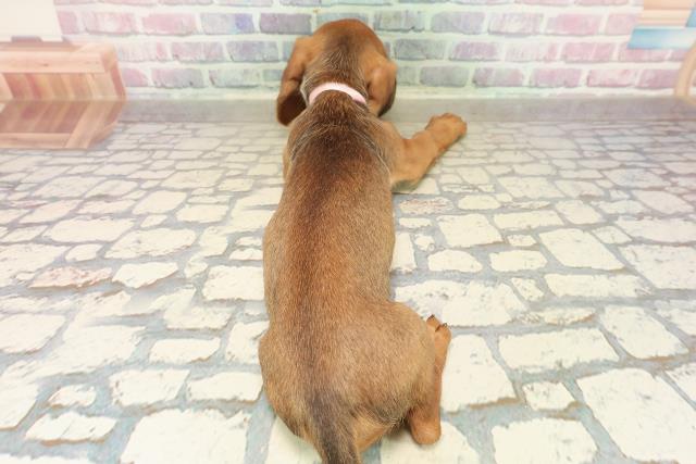 埼玉県のスタンダードダックスフンド(ロング) (Coo&RIKU川越店/2025年9月9日生まれ/女の子/シェーデットレッド)の子犬の4枚目の画像