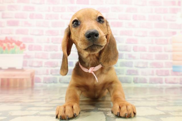 東京都のスタンダードダックスフンド(ロング) (Coo&RIKU江戸川店/2025年9月9日生まれ/女の子/シェーデットレッド)の子犬の1枚目の画像