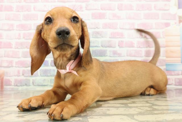 東京都のスタンダードダックスフンド(ロング) (Coo&RIKU江戸川店/2025年9月9日生まれ/女の子/シェーデットレッド)の子犬の2枚目の画像