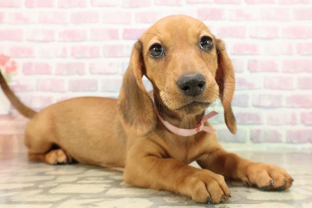 東京都のスタンダードダックスフンド(ロング) (Coo&RIKU江戸川店/2025年9月9日生まれ/女の子/シェーデットレッド)の子犬の3枚目の画像