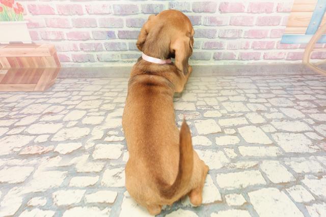 東京都のスタンダードダックスフンド(ロング) (Coo&RIKU江戸川店/2025年9月9日生まれ/女の子/シェーデットレッド)の子犬の4枚目の画像