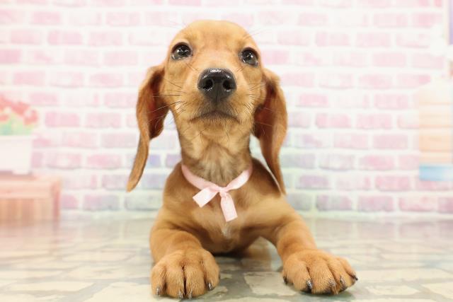 栃木県のスタンダードダックスフンド(ロング) (Coo&RIKUFKDインターパーク店/2025年9月9日生まれ/女の子/シェーデットレッド)の子犬の1枚目の画像