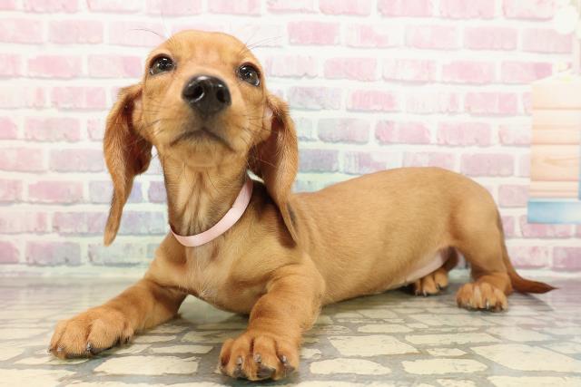 栃木県のスタンダードダックスフンド(ロング) (Coo&RIKUFKDインターパーク店/2025年9月9日生まれ/女の子/シェーデットレッド)の子犬の2枚目の画像