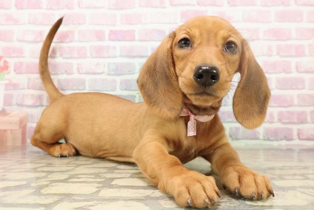 栃木県のスタンダードダックスフンド(ロング) (Coo&RIKUFKDインターパーク店/2025年9月9日生まれ/女の子/シェーデットレッド)の子犬の3枚目の画像