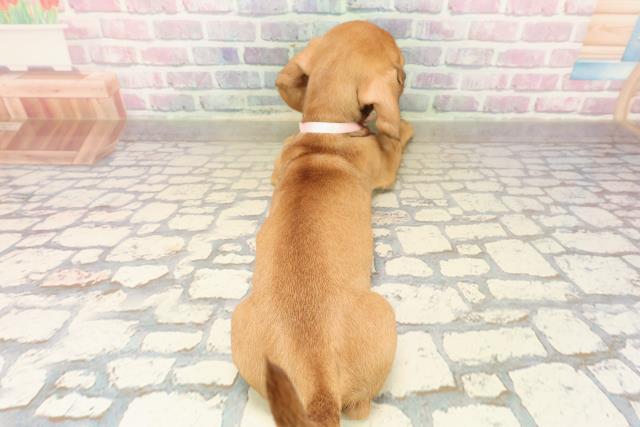 栃木県のスタンダードダックスフンド(ロング) (Coo&RIKUFKDインターパーク店/2025年9月9日生まれ/女の子/シェーデットレッド)の子犬の4枚目の画像