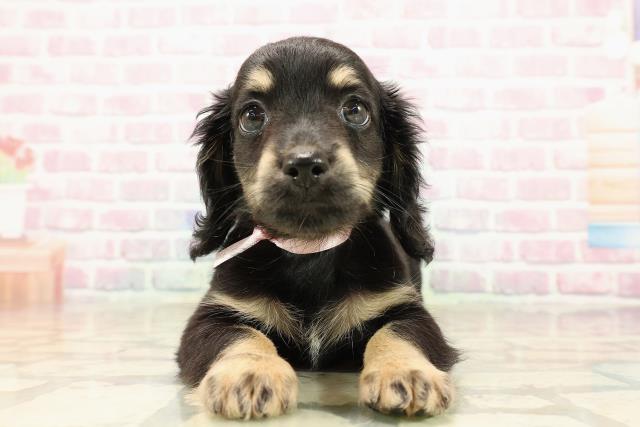 埼玉県のチワックス(チワワ×ダックス) (Coo&RIKU川越店/2025年9月14日生まれ/女の子/ブラックタン)の子犬