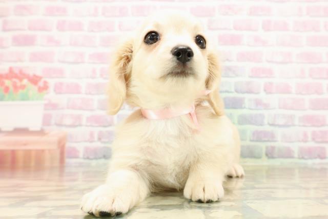 栃木県のチワックス(チワワ×ダックス) (Coo&RIKUイオンタウン佐野店/2025年9月14日生まれ/女の子/イエロー)の子犬