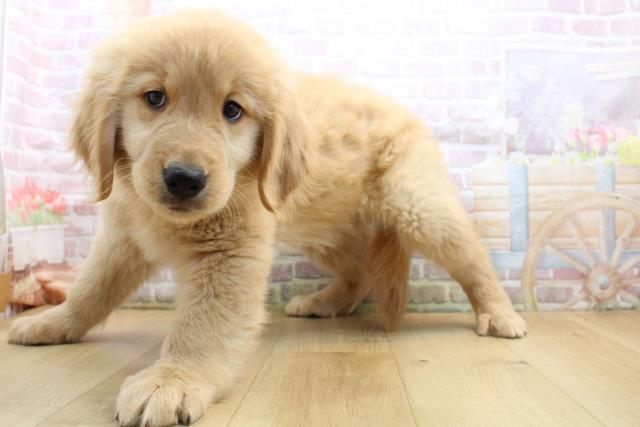 福島県のゴールデンレトリバー (Coo&RIKU福島店/2025年9月8日生まれ/男の子/ゴールド)の子犬の2枚目の画像