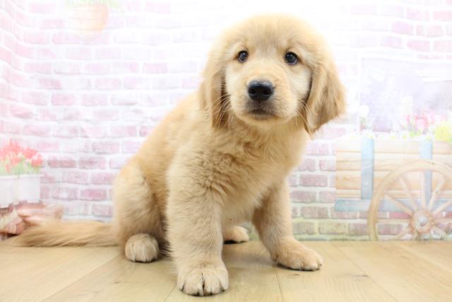 福島県のゴールデンレトリバー (Coo&RIKU福島店/2025年9月8日生まれ/男の子/ゴールド)の子犬の3枚目の画像