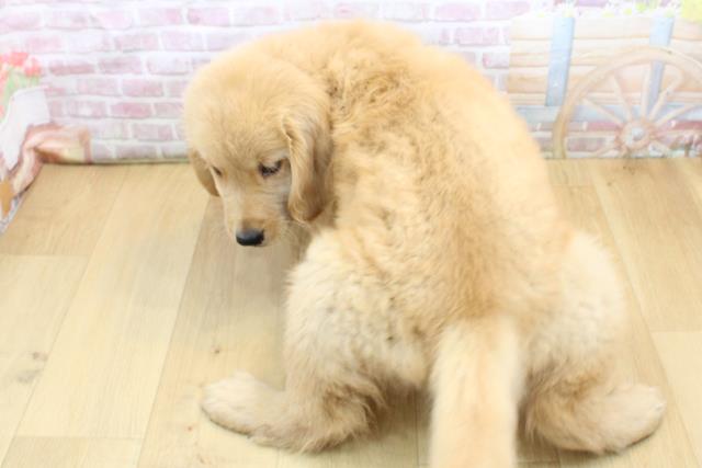 福島県のゴールデンレトリバー (Coo&RIKU福島店/2025年9月8日生まれ/男の子/ゴールド)の子犬の4枚目の画像