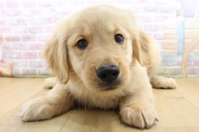 福島県のゴールデンレトリバー (Coo&RIKU郡山店/2025年9月8日生まれ/男の子/ゴールド)の子犬の1枚目の画像