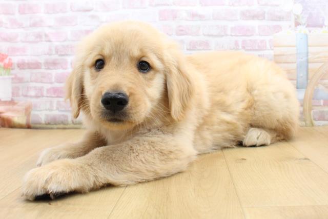 福島県のゴールデンレトリバー (Coo&RIKU郡山店/2025年9月8日生まれ/男の子/ゴールド)の子犬の2枚目の画像