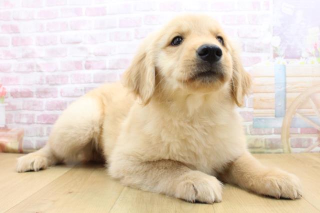 福島県のゴールデンレトリバー (Coo&RIKU郡山店/2025年9月8日生まれ/男の子/ゴールド)の子犬の3枚目の画像