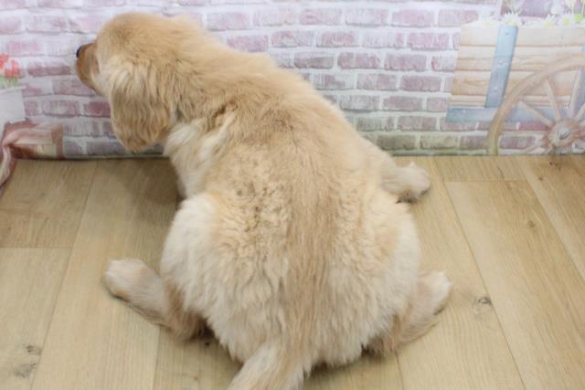 福島県のゴールデンレトリバー (Coo&RIKU郡山店/2025年9月8日生まれ/男の子/ゴールド)の子犬の4枚目の画像