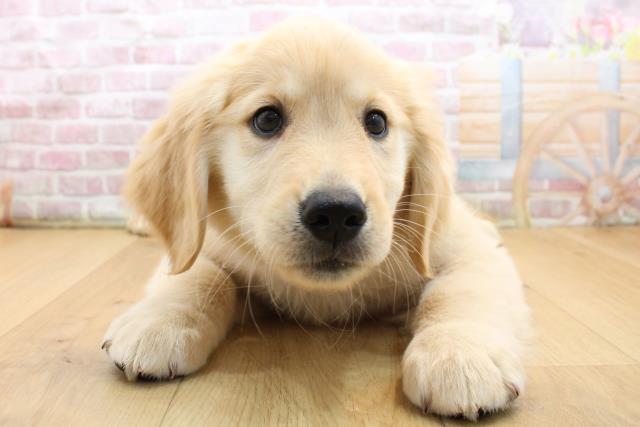 福島県のゴールデンレトリバー (Coo&RIKUいわき店/2025年9月8日生まれ/男の子/ゴールド)の子犬の1枚目の画像