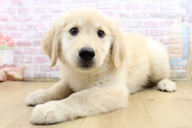 福島県のゴールデンレトリバー (Coo&RIKUいわき店/2025年9月8日生まれ/男の子/ゴールド)の子犬の2枚目の画像