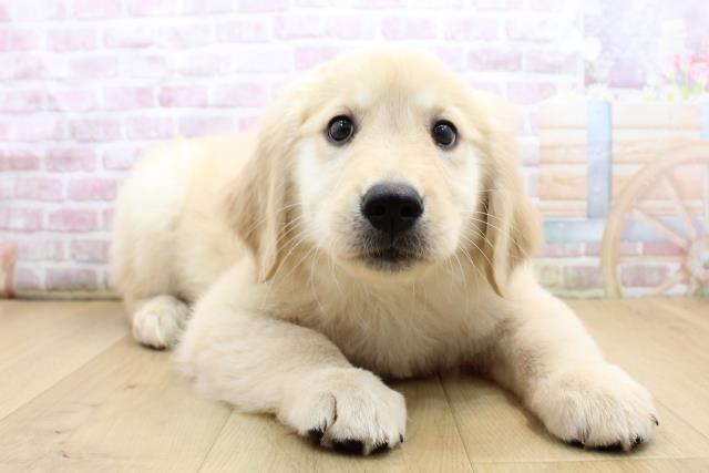 福島県のゴールデンレトリバー (Coo&RIKUいわき店/2025年9月8日生まれ/男の子/ゴールド)の子犬の3枚目の画像