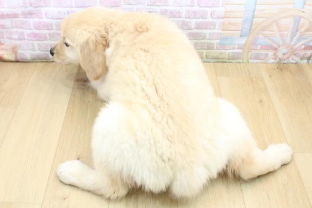 福島県のゴールデンレトリバー (Coo&RIKUいわき店/2025年9月8日生まれ/男の子/ゴールド)の子犬の4枚目の画像